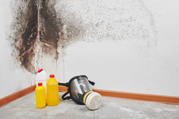 Best Fast Mold Removal  in Dover Plains, NY