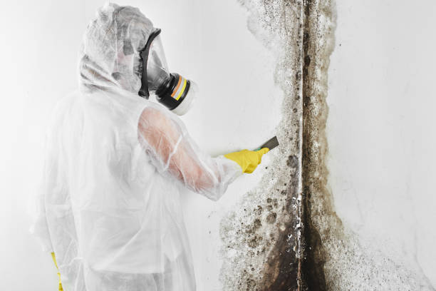 Dover Plains, NY Mold Removal Company