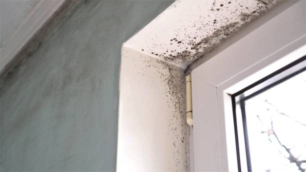 Mold Removal and Inspection in Dover Plains, NY