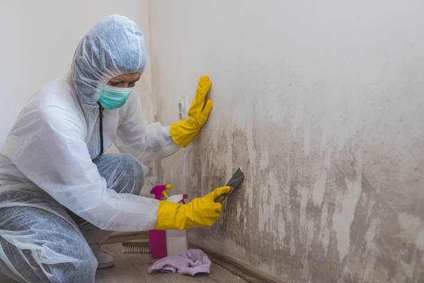 Best Mold Removal and Inspection  in Dover Plains, NY