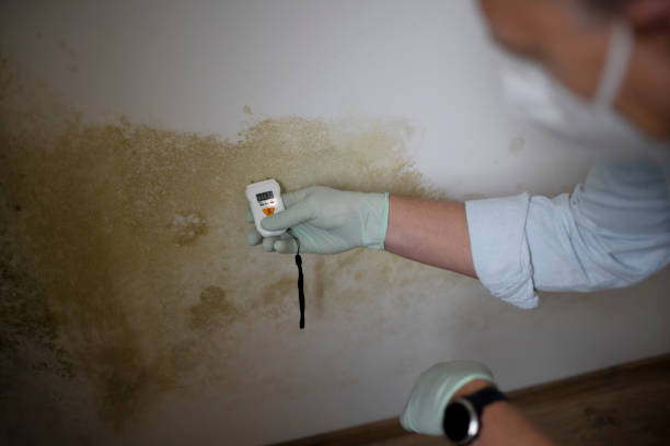 Best Affordable Mold Removal  in Dover Plains, NY