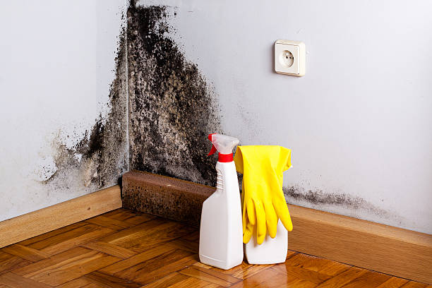 Best Toxic Mold Removal  in Dover Plains, NY