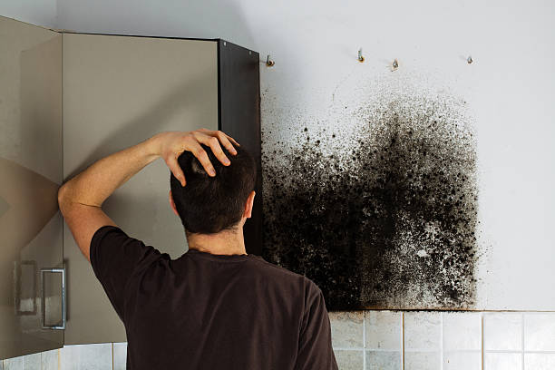 Best Office Mold Removal Services  in Dover Plains, NY