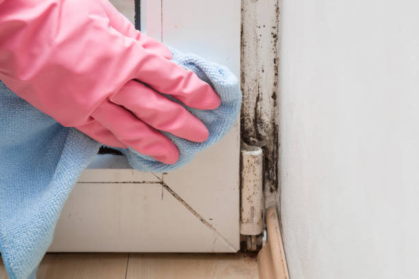 Best Crawl Space Mold Removal  in Dover Plains, NY
